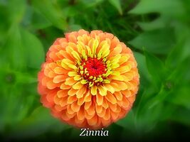 Item image 1 image 1