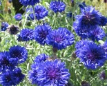 500 Tall Blue Centaurea Cornflower Bachelor Button Wildflower Flower See... - $8.99