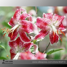 50 Seeds Lilium Lily Flower Fragrant Flower N Garden Beautiful - $6.22