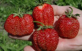 15 + Delicious Huge Organic Strawberry Seeds / Perennial / Genetically Free - £11.42 GBP