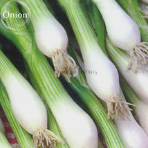 AQL Spring Onion with White root Vegetables 30 seeds winter hardy E3928 - $7.72