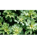 Sale 300 Seeds Fenugreek Trigonella Foenum Graecum Herb Flower USA - £7.74 GBP