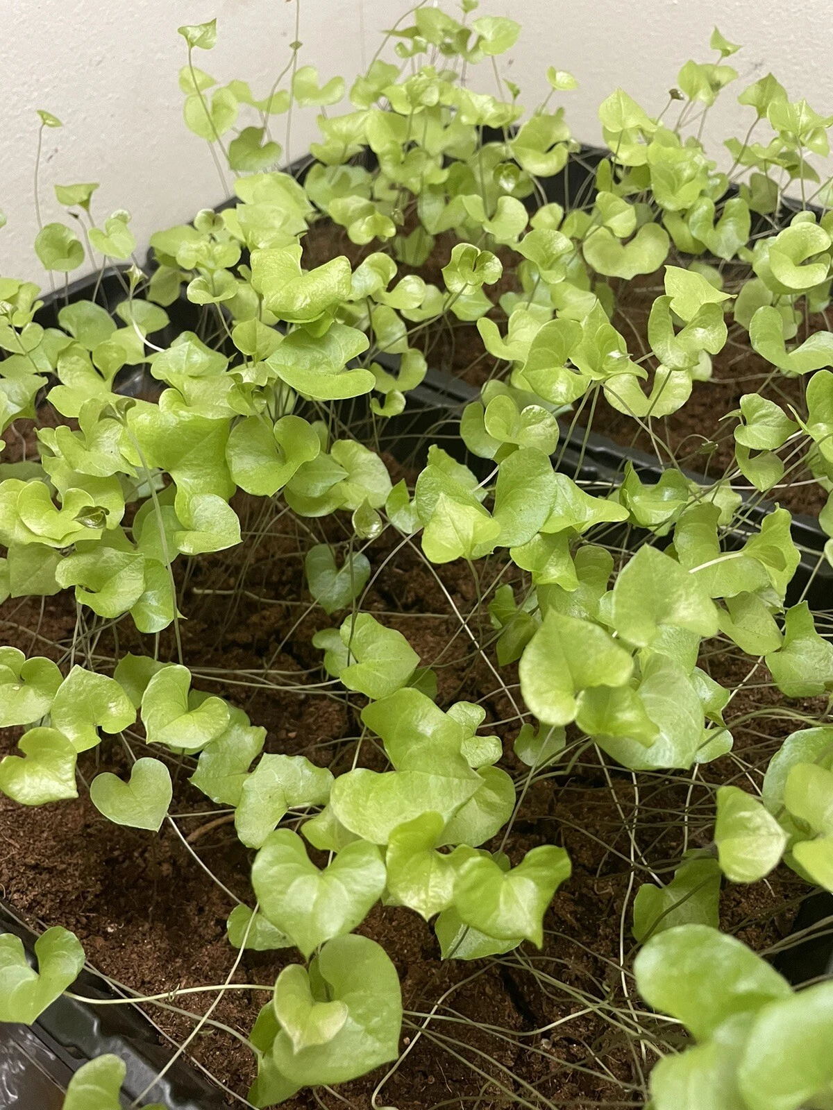15 Fresh Dioscorea Elephantipes Seeds  High-Quality 2024 Fall Harvest - $15.09