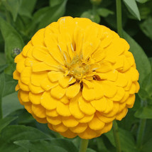 Grow In US Yellow Zinnia Flower Seeds 100+ Canary Bird Garden Bees Annual - £6.63 GBP