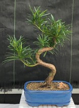 Flowering Podocarpus Bonsai Tree &quot;curved&quot; - Medium  (podocarpus macrophyllus)  - £55.91 GBP