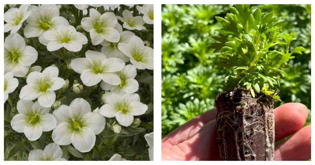 Saxifraga Touran Large White Plant Starter Plug Perennial Long Flowering Plant - $28.95