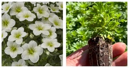 Saxifraga Touran Large White Plant Starter Plug Perennial Long Flowering... - $28.95