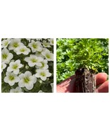 Saxifraga Touran Large White Plant Starter Plug Perennial Long Flowering Plant - £22.76 GBP