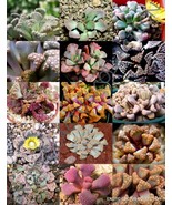 FMG Color Titanopsis Mix Succulent Cactus Mixed Living Stones Plant Seed... - $28.73 CAD