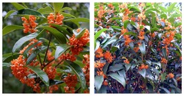 rooted starter plant APRICOT ECHO Fragrant Tea Sweet Olive Osmanthus fragrans - £28.96 GBP