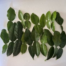 20 Leaves Double Fresh Kaffir Lime Leaves Thai Herbs Picked to Order Tha... - $7.70