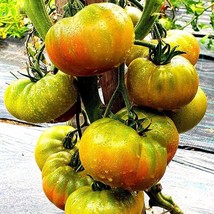 Gourmet Tomato Kozula 72 Seed Pack (5) - Unique Heirloom Variety for Planting &amp;  - £5.50 GBP