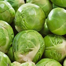 Catskill Brussel Sprouts Fresh Garden Seeds - £13.57 GBP