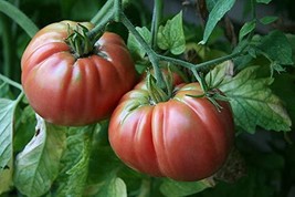 Tomato, Giant Belgium, Heirloom, 200 Seeds, Delicious Large Tasty Fruit - $5.99