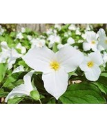 100 White Trillium Wildflower Seeds - €10,02 EUR