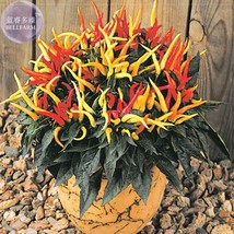 Heirloom Medusa Ornamental Pepper Capsicum annuum, 20 Seeds, Professional Pack,  - £2.77 GBP