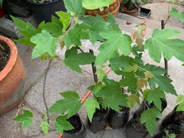 Silver Maple Acer saccharinum (dasycarpum) 1-2 years old, 8-15 inches tall. - $19.00