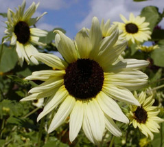 USA Non GMO 200 Seeds Sunflower Ice Cream (Like Italian White) Tender Perennial  - £7.17 GBP