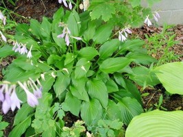 New Fresh Seeds 20 Royal Standard Hosta Seeds - £9.33 GBP