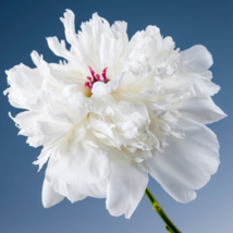 Chinese Peony Mixed 4 Types Fully White Double Petals Flowers 5 PCS Seeds - $8.28