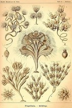 Flagellates by Ernst Haeckel - Art Print - £17.68 GBP+