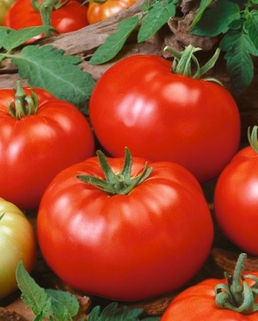 Non-GMO Beefsteak Tomato - 125 Seeds