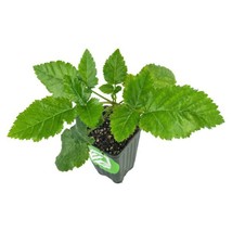 Best Prime/Ark Freedom Blackberry / Rubus / Live Plant - $28.99