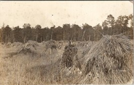 RPPC Agricultural Scene Hay Sheaths Large Tree Stumps c1910 Postcard W1 - $11.95