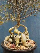 Euphorbia hedyotoides exotic rare madagascar bonsai caudex cacti seed 10 seeds - £10.14 GBP