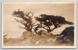 RPPC Cypress Trees On Rocks Real Photo Postcard B31 - $14.95