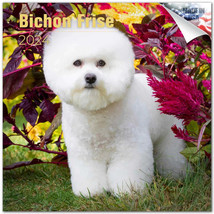 BICHON FRISE Wall Calendar 2024 Animal DOG PET Lover Gift - £19.75 GBP
