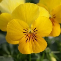 NEW! 30 Of VELOUR YELLOW VIOLA FLOWER SEEDS -  SHADE PERENNIAL - $9.99