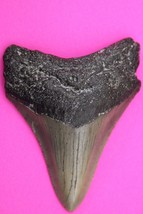 Authentic Megadolon Shark Tooth 2.39 Inches 30 Grams Fossil Dino Girl CO... - £69.81 GBP
