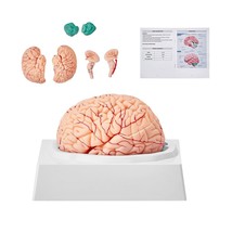 VEVOR Human Brain Model Anatomy, 1:1 Life-Size 9-Part Human Brain Anatomical Mod - $1,506.41 MXN