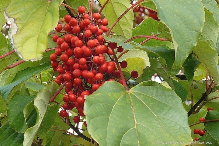 Igiri Tree Chinese Wonder Idesia Polycarpa Tree Showy Heirloom Seeds ...