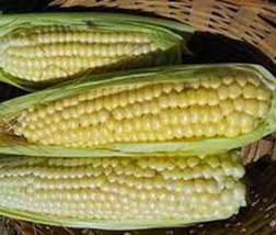 Corn, Golden Bantam, Heirloom, Non-GMO, 100 Seeds, Delicious and Sweet V... - £6.28 GBP