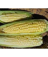 Corn, Golden Bantam, Heirloom, Non-GMO, 100 Seeds, Delicious and Sweet V... - £6.36 GBP