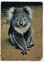 Australia Postcard Koala Bear - £3.88 GBP