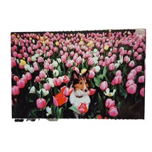Postcard Collie Dog In Tulip Flowers North Shore Animal League Chrome Un... - $90.22 MXN