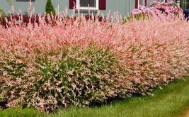 Japanese Dappled Nishiki Willow shrub/tree quart pot - $32.99