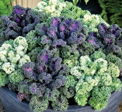 THJAR Ornamental Kale &#39;Yokohama mix&#39; 25 seeds - €4,13 EUR