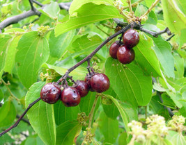 Ziziphus Mucronata Buffalo Thorn Fruit Tree Fresh Seeds - £14.91 GBP