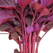 USA Seller 500 Spinach Red Garnet Amaranth Seeds Free Shipping - $16.65