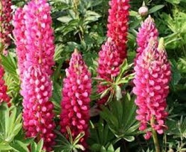 40+ Rose Colored Russell Hybrids Lupinus Flower Seeds Long Lasting Peren... - £7.79 GBP