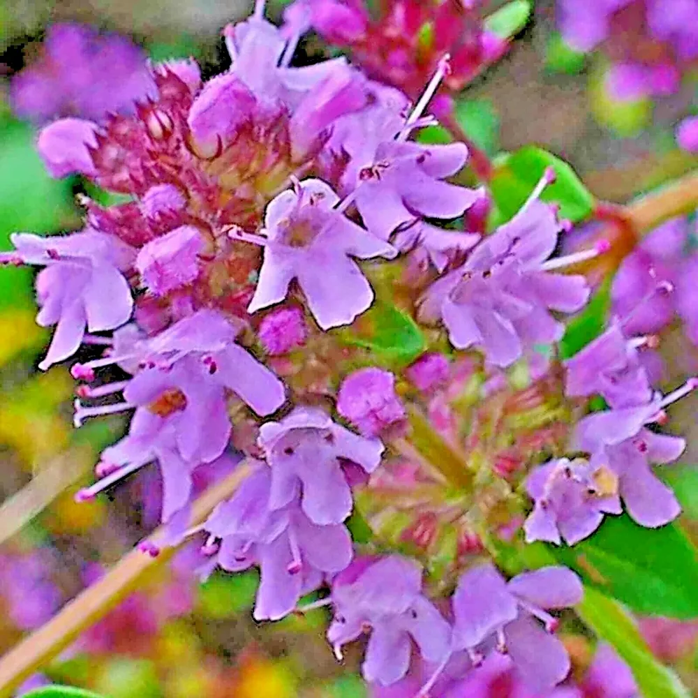 Creeping Thyme 4000 Seeds Purple Groundcover Lawn Herb Drought Arid Pere... - $5.40