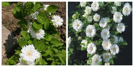 Clematis Duchess of Edinburgh - Double/White - Potted - 2.5&quot; Pot - $42.99