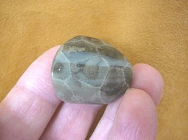 F830-2) 1-1/4&quot; small polished Petoskey stone fossil coral specimen MI st... - £11.76 GBP