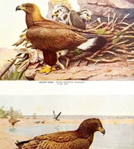 Golden Eagle Bald Eagle 1936 Bird Art Lithograph Color Plate Print DWU12D - £19.65 GBP