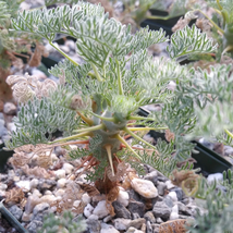 Cacti Sarcocaulon monsonia herrei cactus Succulent real live plant - £34.66 GBP