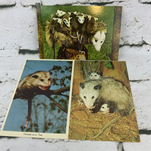 Postcard Lot Of 3 Possums Babies Family Nature Animals - $9.89